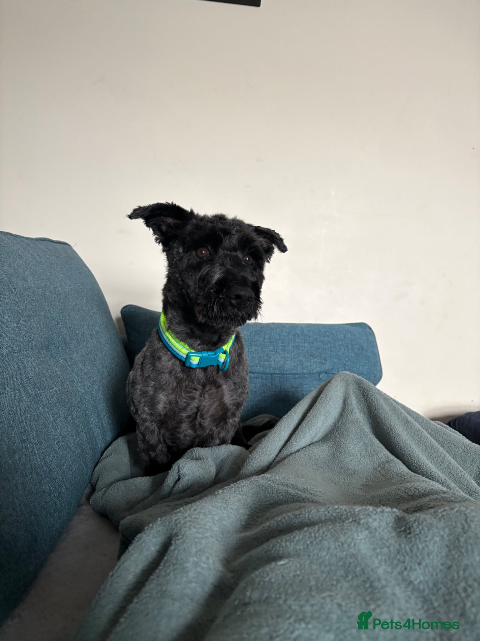 Mixed Breed dogs Tyson needs a home  - Advert 12