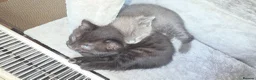 Bengal cats for sale: Home-raised Bengal cross/British Shorthair kittens in Troon - Advert 9