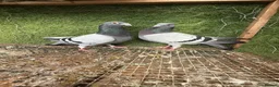Pigeons birds for sale: Strong Healthy Pigeons £70 Pair - Advert 18