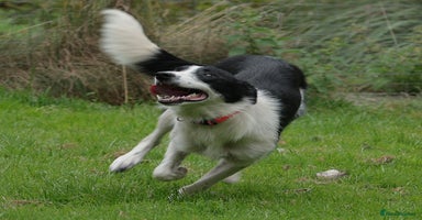 Border Collie dogs - Advert 2
