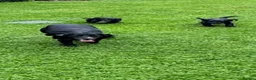 Sprocker dogs for sale: Two Black Sprockers - Advert 22