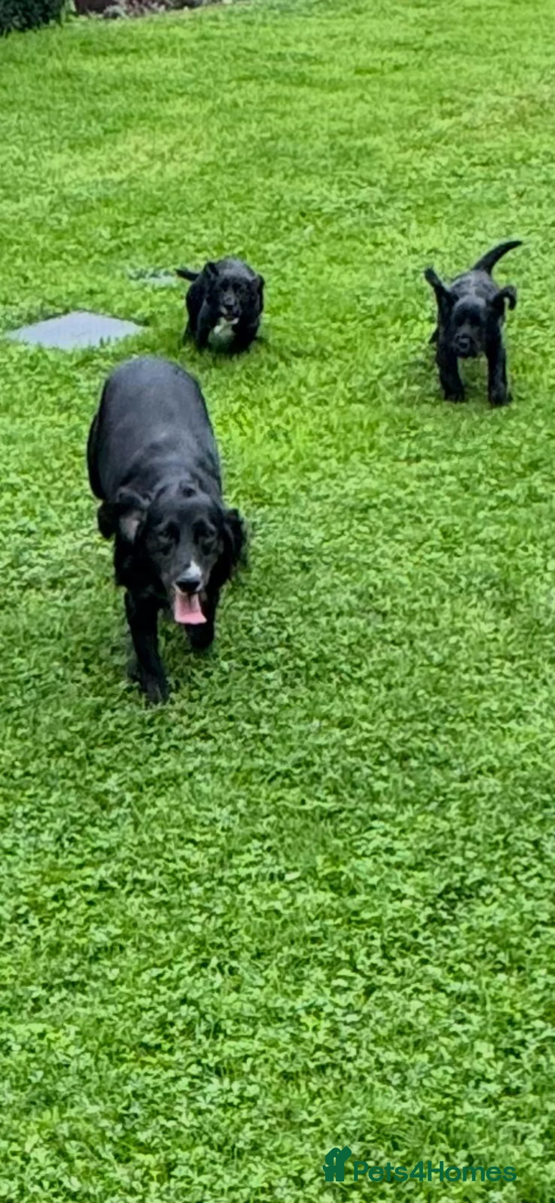 Sprocker dogs for sale: Two Black Sprockers - Advert 22