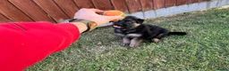 German Shepherd dogs for sale: 🐾🐶 GERMAN SHEPHERD PUPPIES FOR SALE 🐶🐾 in King's Lynn - Advert 13