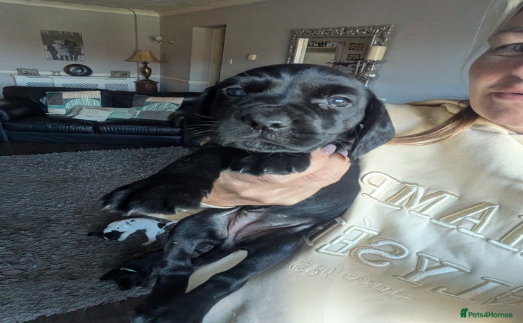 Mixed Breed dogs - Advert 8