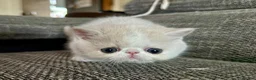 Exotic cats for sale: Outstanding Exotic Shorthair Kittens - Advert 5