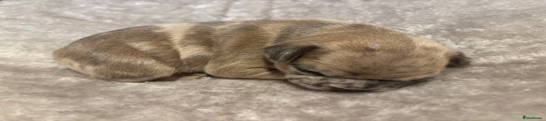 French Bulldog Puppy 3