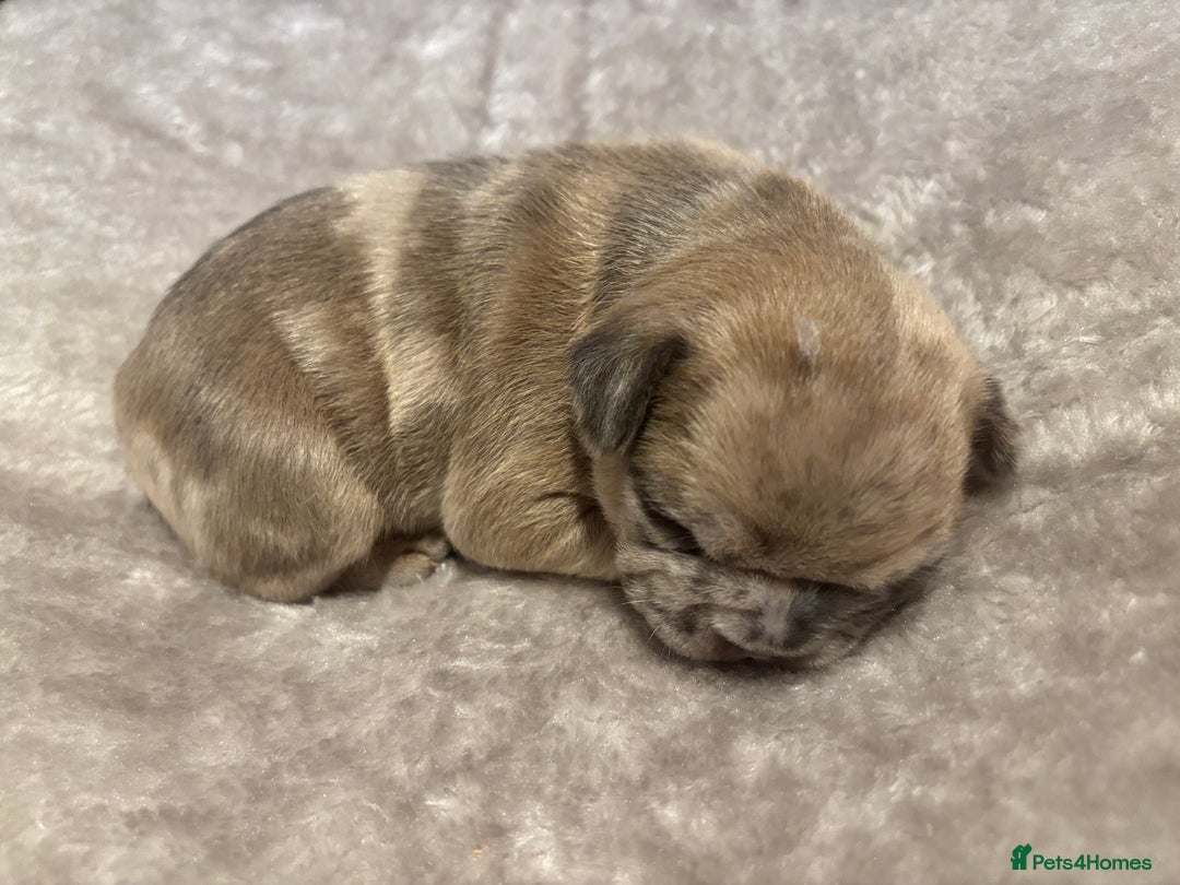 French Bulldog dogs for sale: MERLE FRENCH BULLDOG PUPPIES 🐾  - Image 8