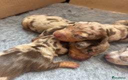 Miniature Dachshund dogs for sale: Only 4 left! Adorable Mini Dachshund Puppies 🐾🐶 - Image 2