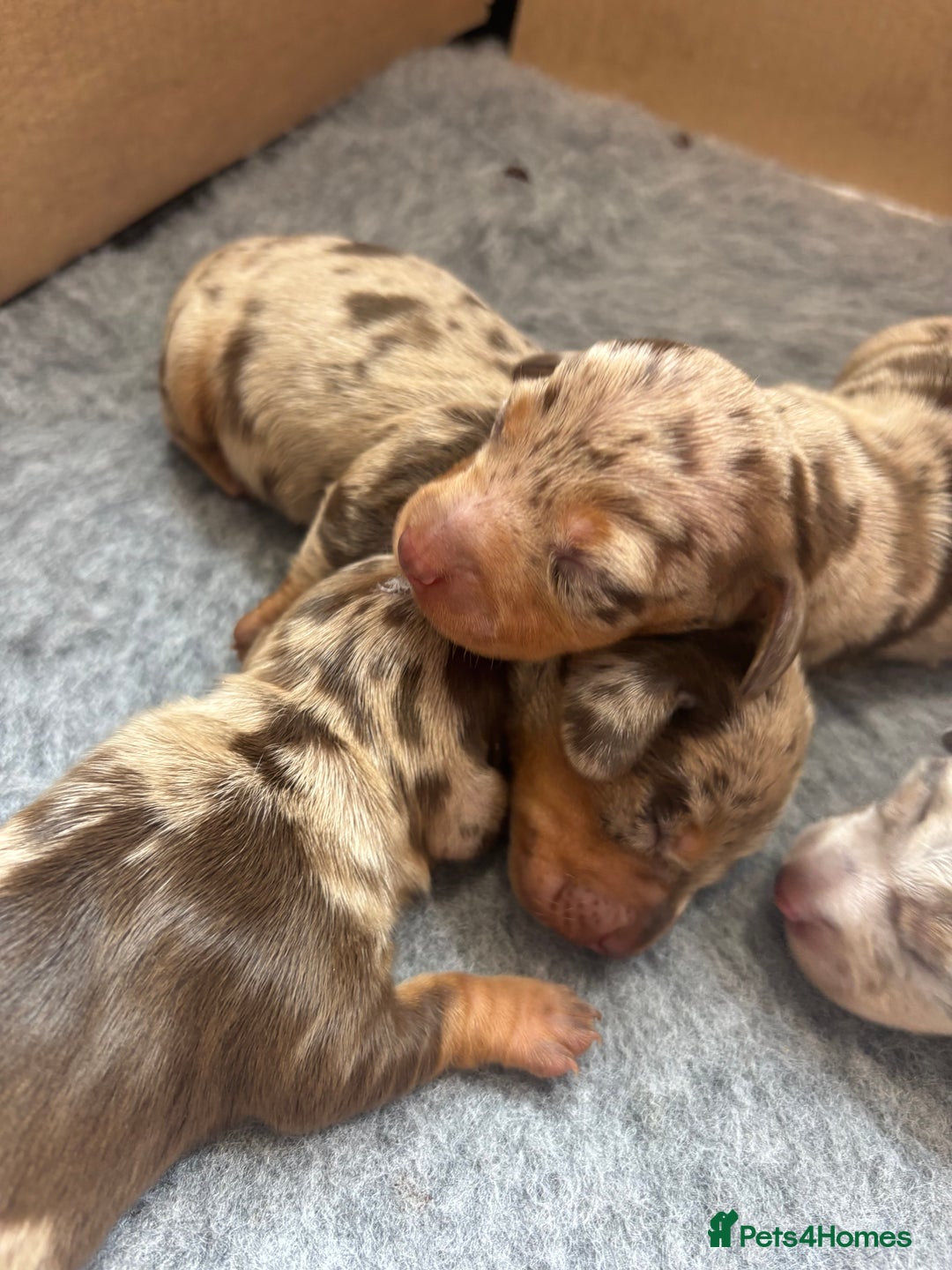 Miniature Dachshund dogs for sale: Only 4 left! Adorable Mini Dachshund Puppies 🐾🐶 - Image 2
