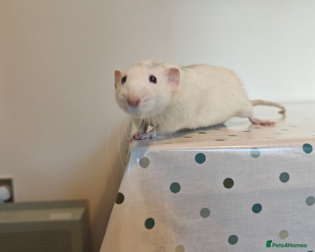 Rat rodents for sale: Trio of Male Dumbo Rats and Cage - Advert 10