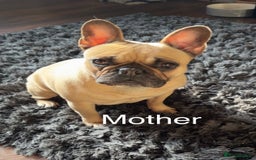 French Bulldog dogs for sale: French bulldog puppies fluffy carriers  - Image 6