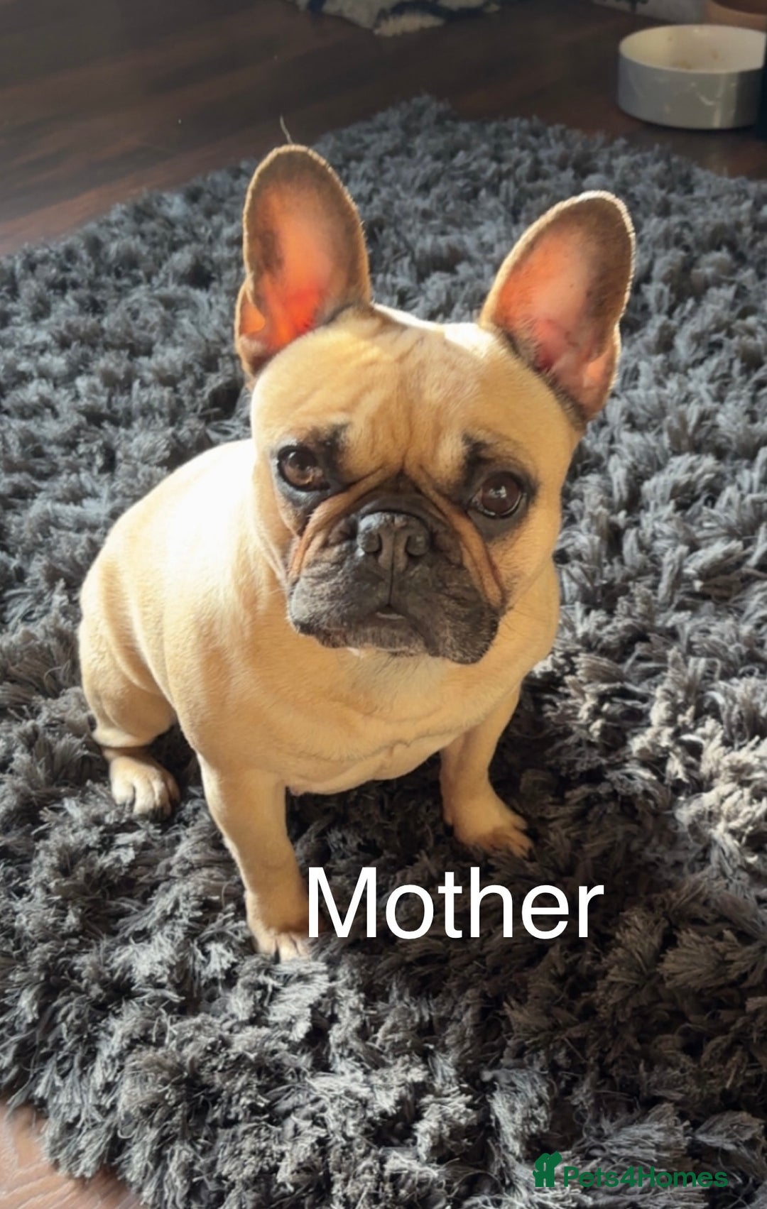 French Bulldog dogs for sale: French bulldog puppies fluffy carriers  - Image 6