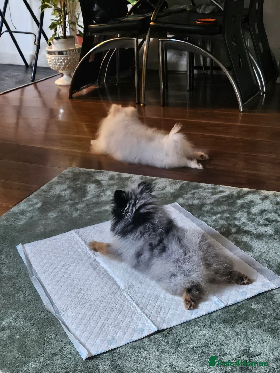 Pomeranian dogs for stud: BEAUTIFUL KC REG.KOREAN POM.BOY OPEN FOR STUD💙 in Bolton - Advert 8