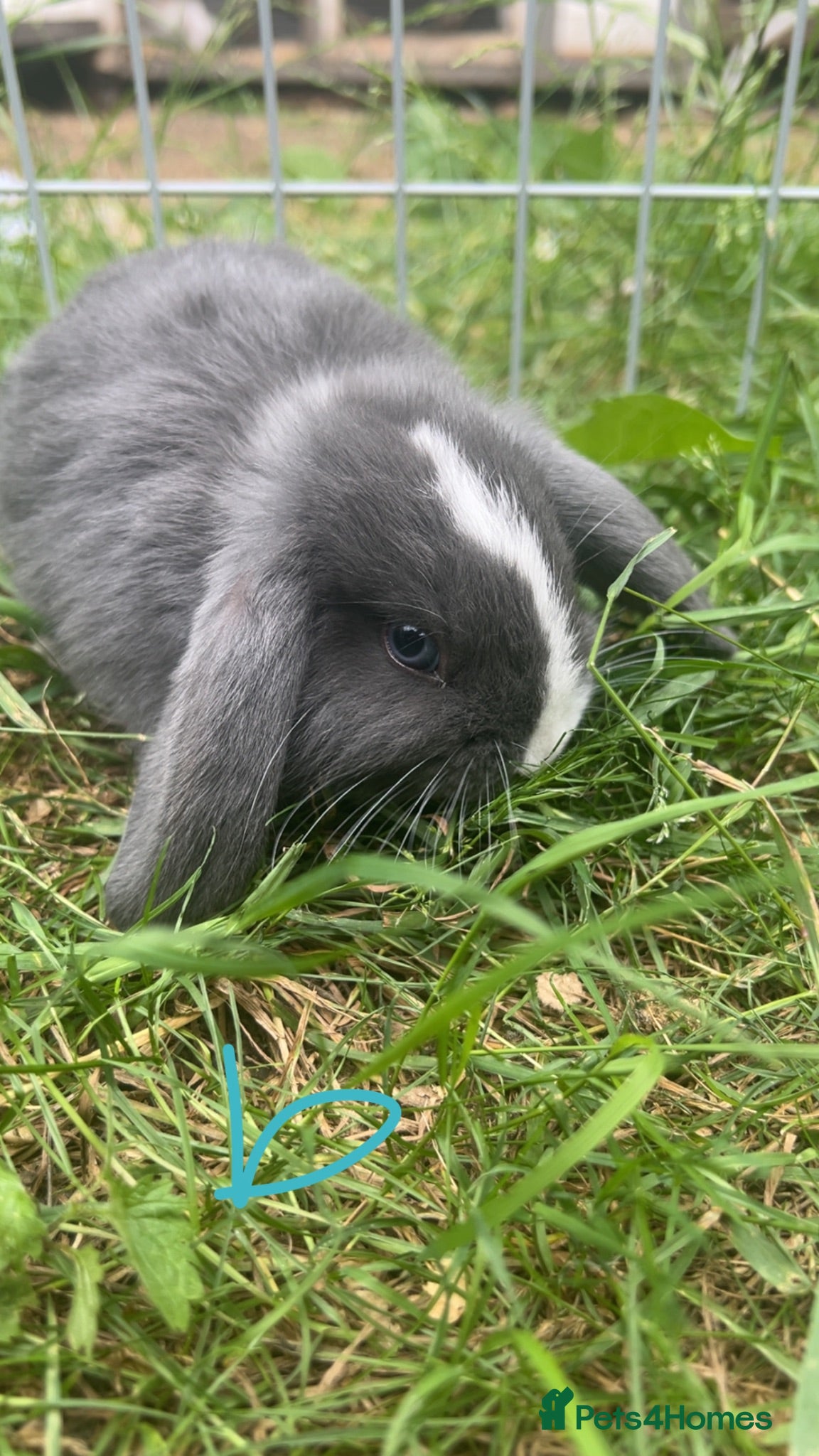 Mini Lop rabbits Lop bunnies looking for there forever homes🏡 - Advert 18