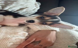 Chihuahua dogs for sale: sweet 9 week old male chihuahua  - Image 4