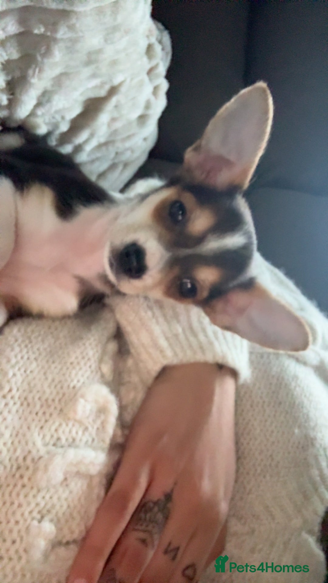 Chihuahua dogs for sale: sweet 9 week old male chihuahua  - Image 4