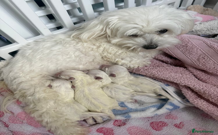 Maltese dogs - Advert 3