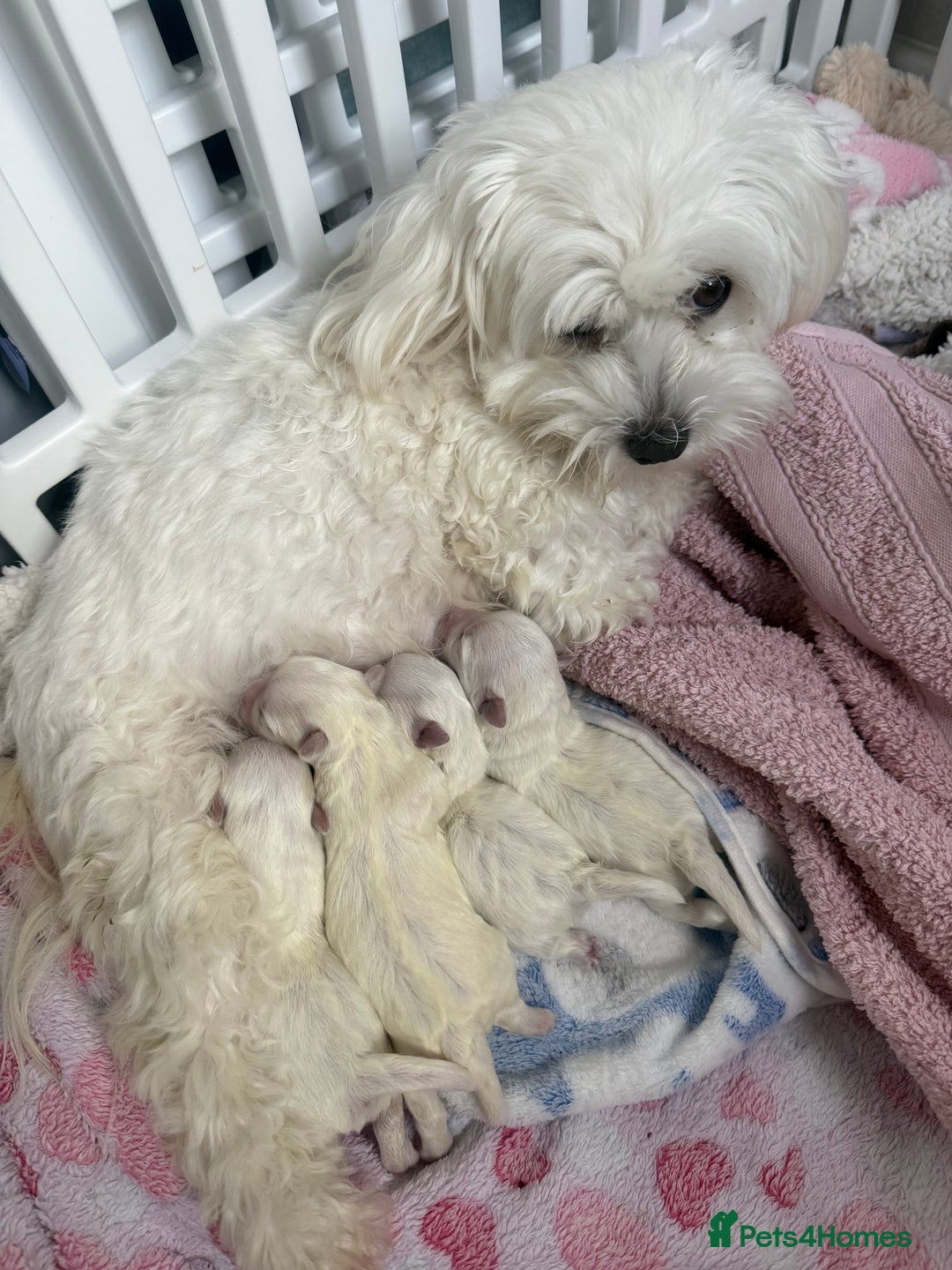 Maltese dogs for sale: Beautiful half Korean Kc reg Maltese  - Image 1