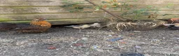 Mixed Breed poultry for sale: Mixed chicks for sales  - Advert 3
