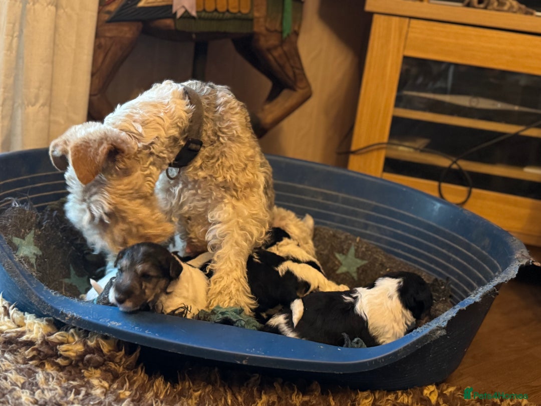 Fox Terrier dogs for sale: KC registered Wire hair fox Terrier puppies  - Image 13