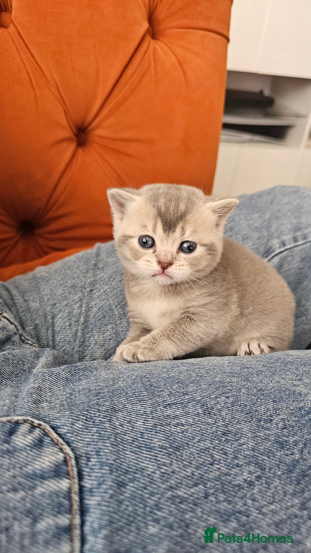 British Shorthair cats for sale: British shorthairs and Scottish straights - Advert 14