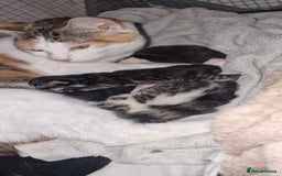 Maine Coon cats for sale: Mainecoon cross kittens - Image 6