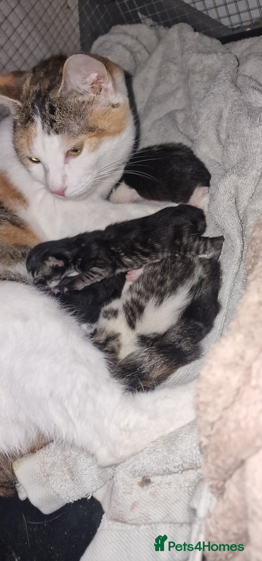 Maine Coon cats for sale: Mainecoon cross kittens - Image 6