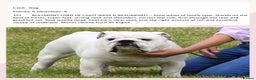 English Bulldog dogs for stud: UK CHAMPION health tested  in Bradford - Advert 5