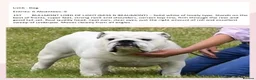 English Bulldog dogs for stud: UK CHAMPION health tested  in Bradford - Advert 5
