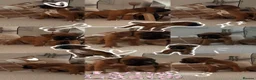 Boxer dogs for sale: 🐾 Exceptional Pedigree KC Reg. Boxer Puppies 🐾 - Advert 15