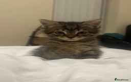 Mixed Breed cats for sale: Kitten available  - Image 1