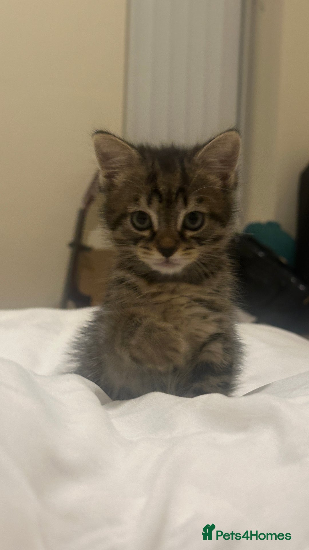 Mixed Breed cats for sale: Kitten available  - Image 1