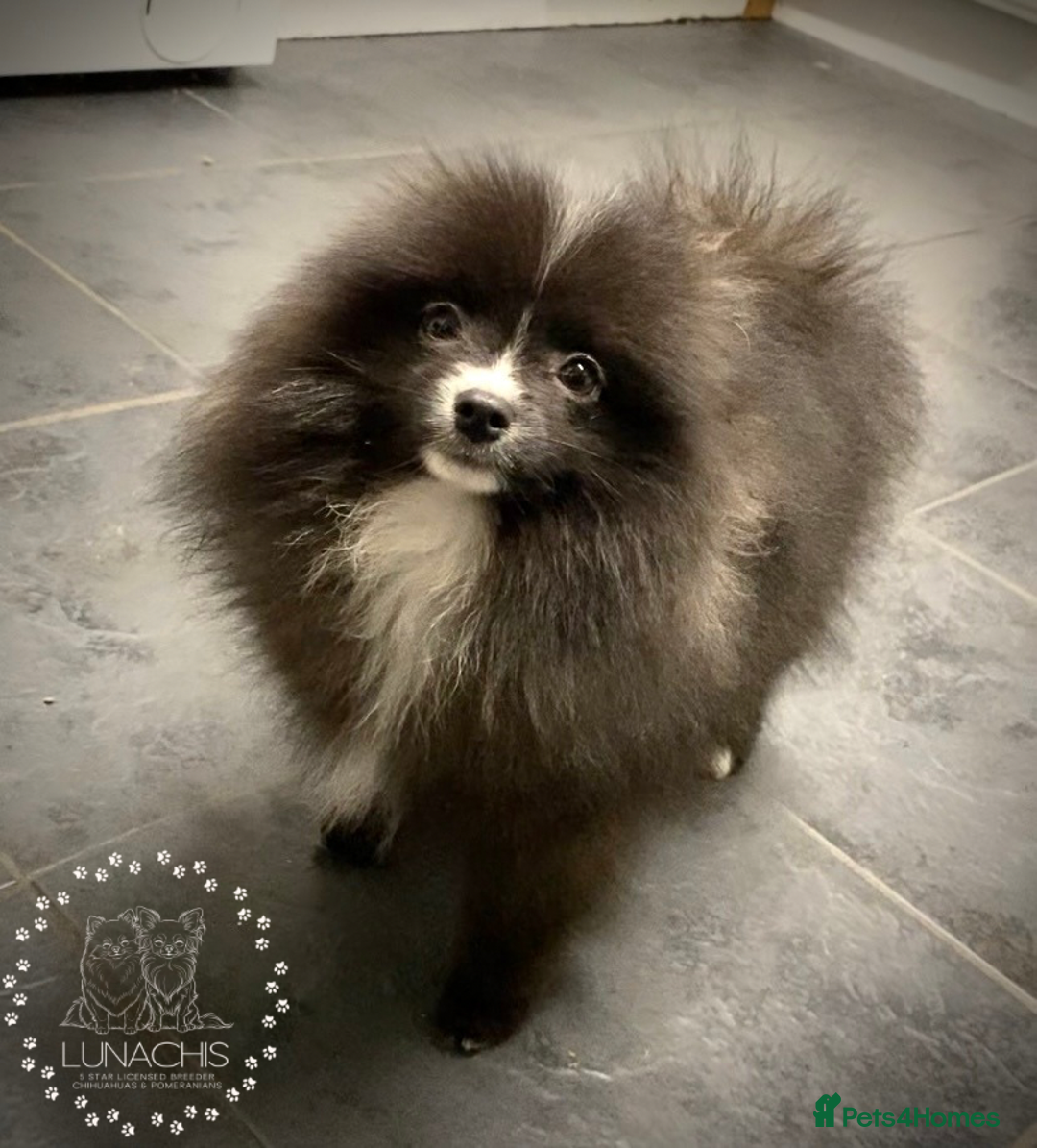 Pomeranian dogs for sale: Stunning Pomeranian puppies - Advert 9