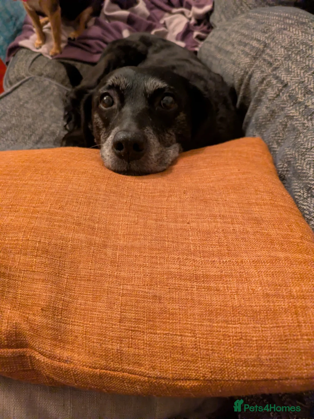 Mixed Breed dogs for sale:  Two Loving Senior Dogs Looking for Home Together - Advert 34