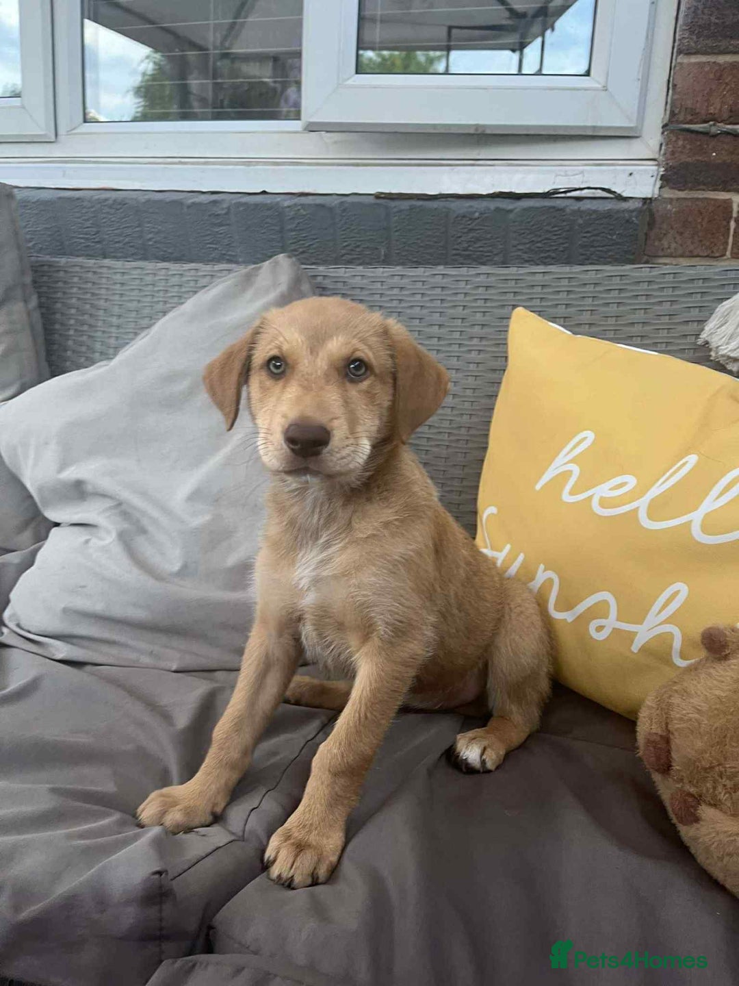 Mixed Breed dogs for sale: puppy for sale Rottweiler/German Shepherd mixed - Image 6
