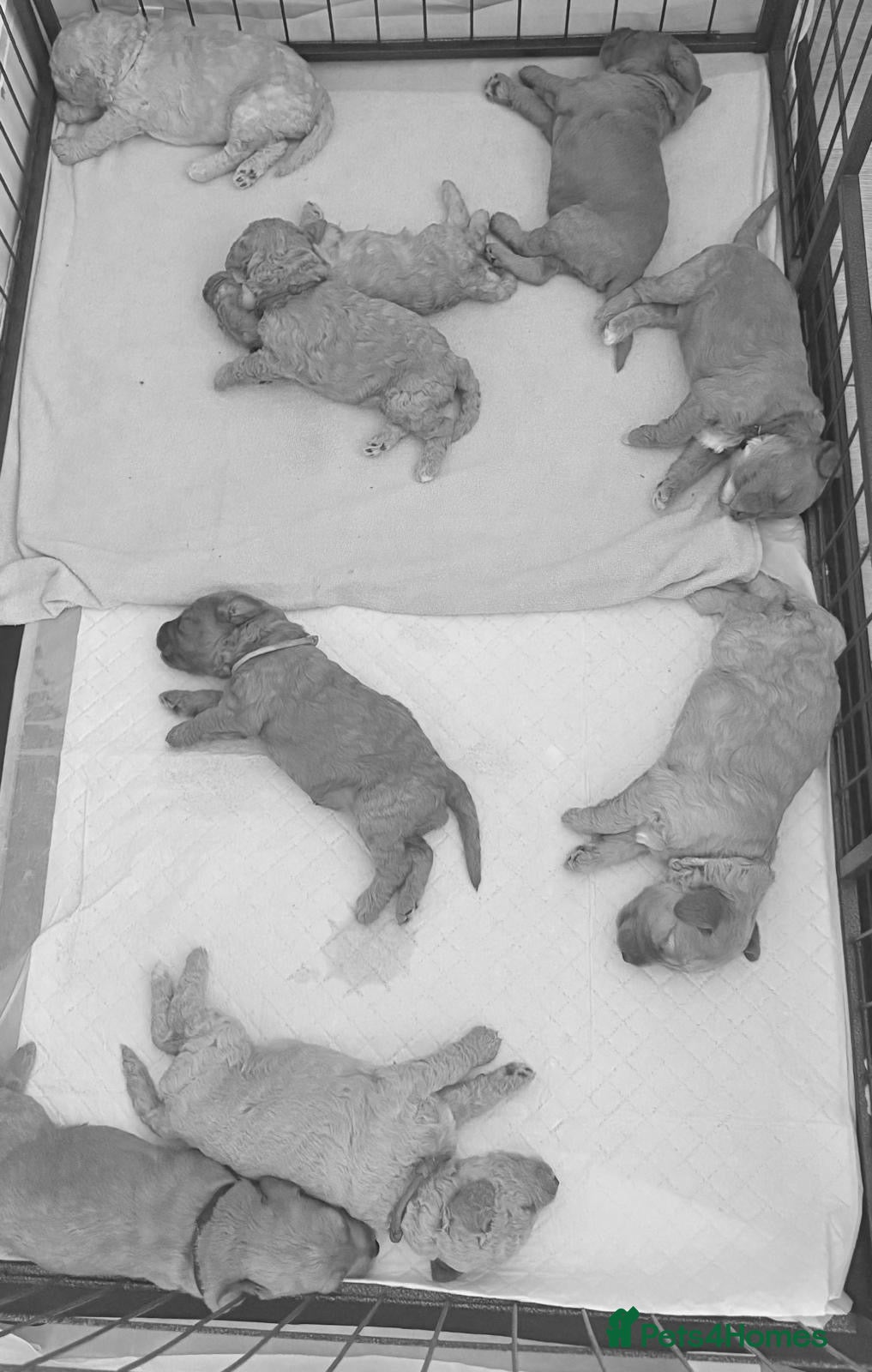 Labradoodle dogs 🐾 F1B Labradooles 🐾 5 reserved already  - Advert 1