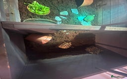 Hermann Tortoise reptiles for sale: 2 Herman tortoises for sale with full set up - Image 5