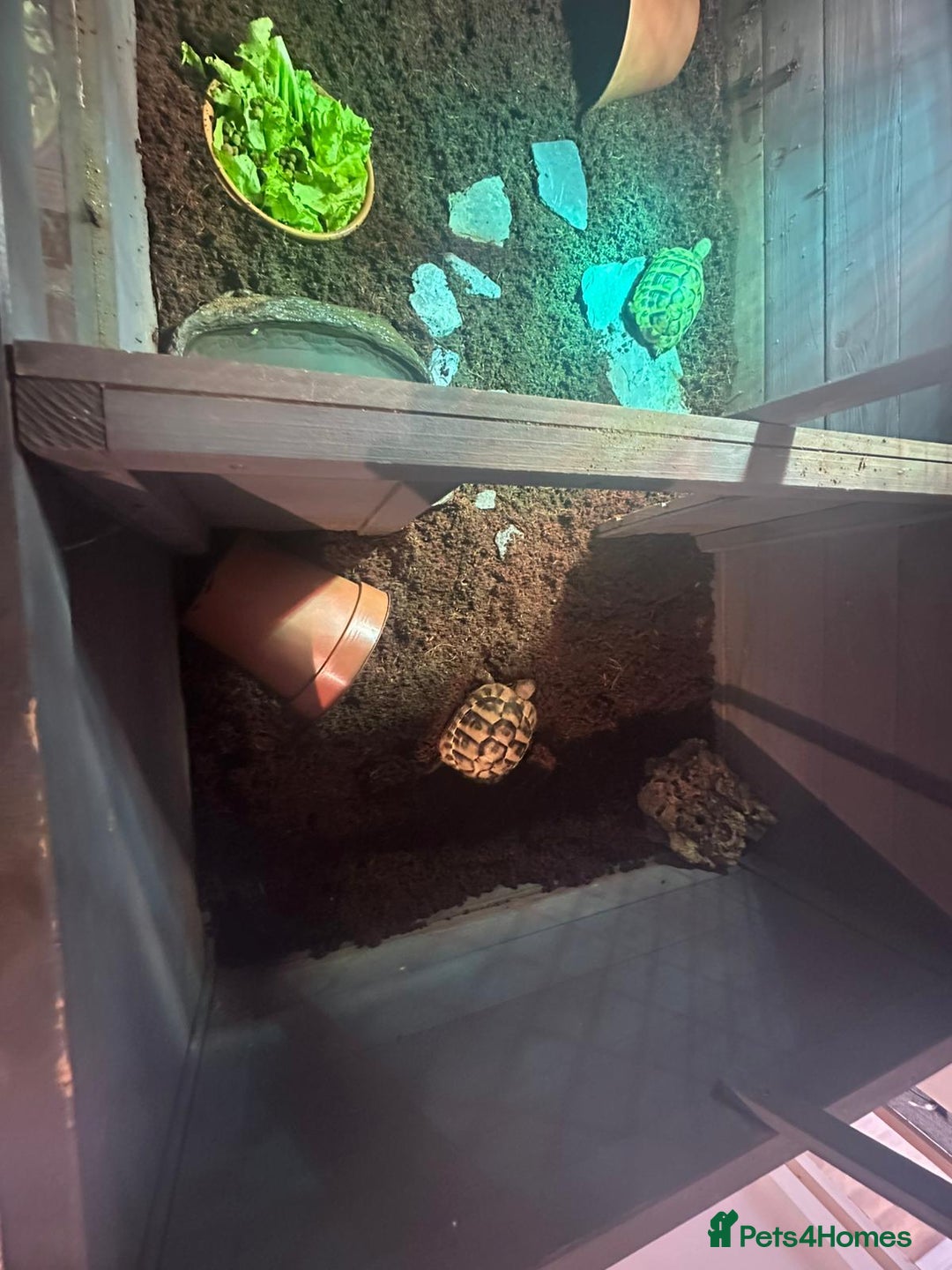 Hermann Tortoise reptiles for sale: 2 Herman tortoises for sale with full set up - Image 5