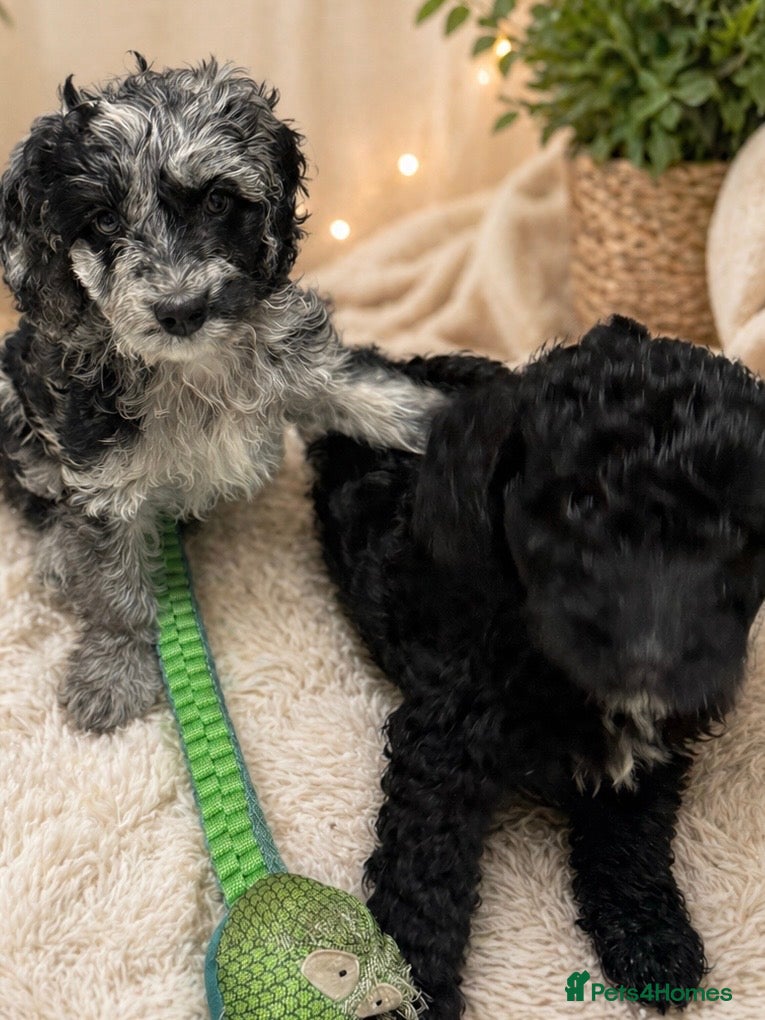 Australian Labradoodle dogs AUSTRALIAN LABRADOODLE  - Advert 5