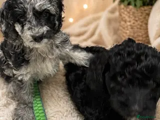 Australian Labradoodle dogs AUSTRALIAN LABRADOODLE - Advert 3