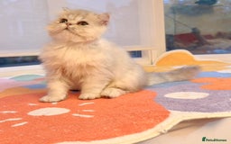 Persian cats for sale: Persian Chinchilla boy Looking for Loving Home - Image 2