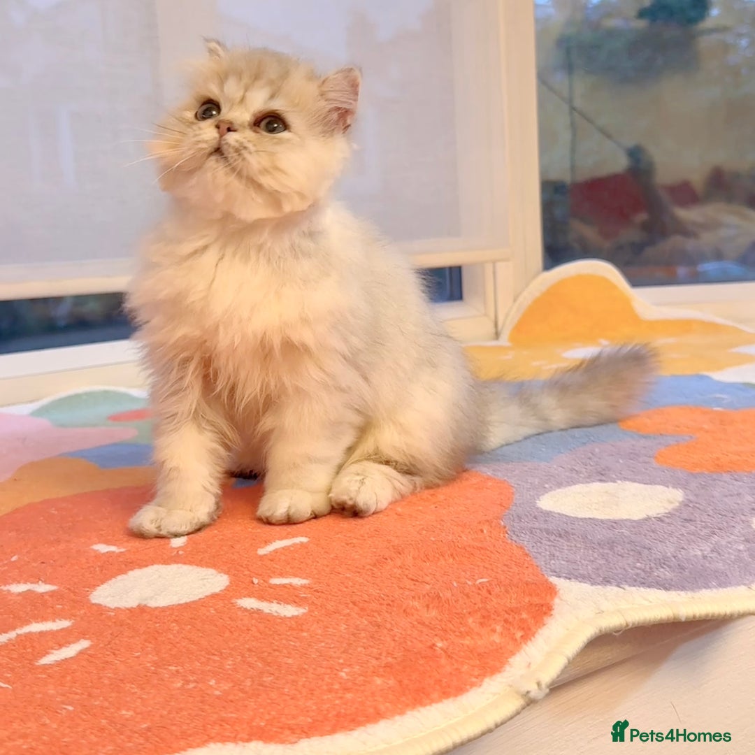 Persian cats for sale: Persian Chinchilla boy Looking for Loving Home - Image 2