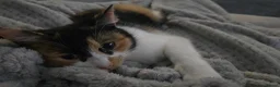 Mixed Breed cats for sale: Female tortoise shell cat  - Advert 4
