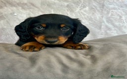 Miniature Dachshund dogs for sale: Miniature dachshund puppies  - Image 6
