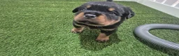 Rottweiler dogs for sale: Adorable, Confident, Chunky KC Rottie Pups  - Advert 4