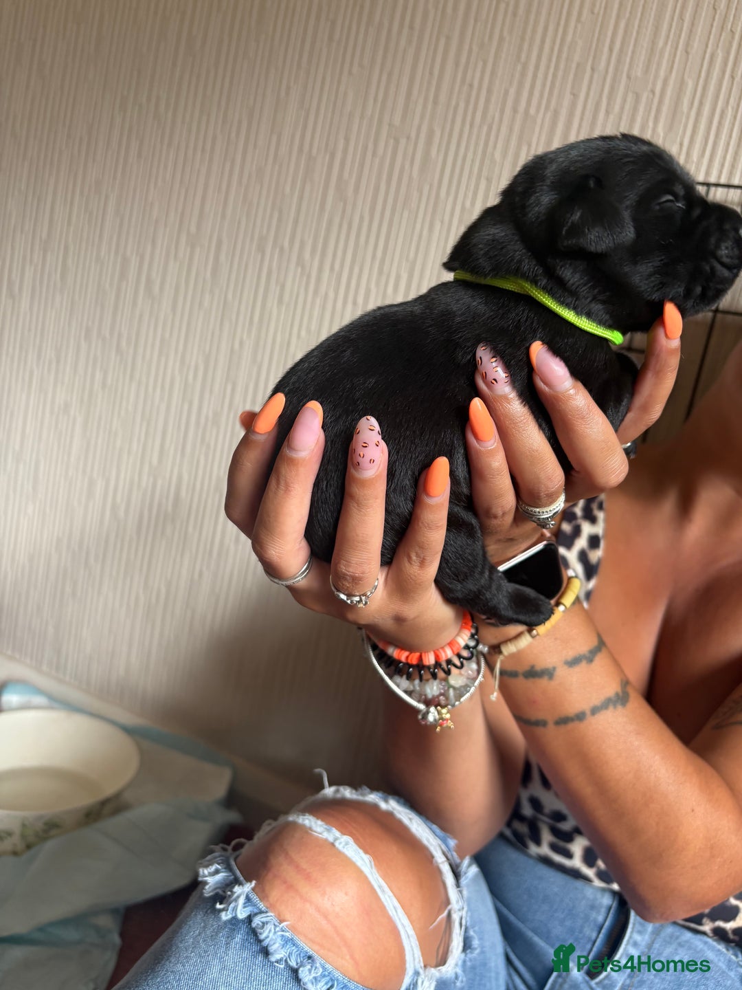Labrador Retriever dogs for sale: Chunky Black Labrador puppies  - Image 20