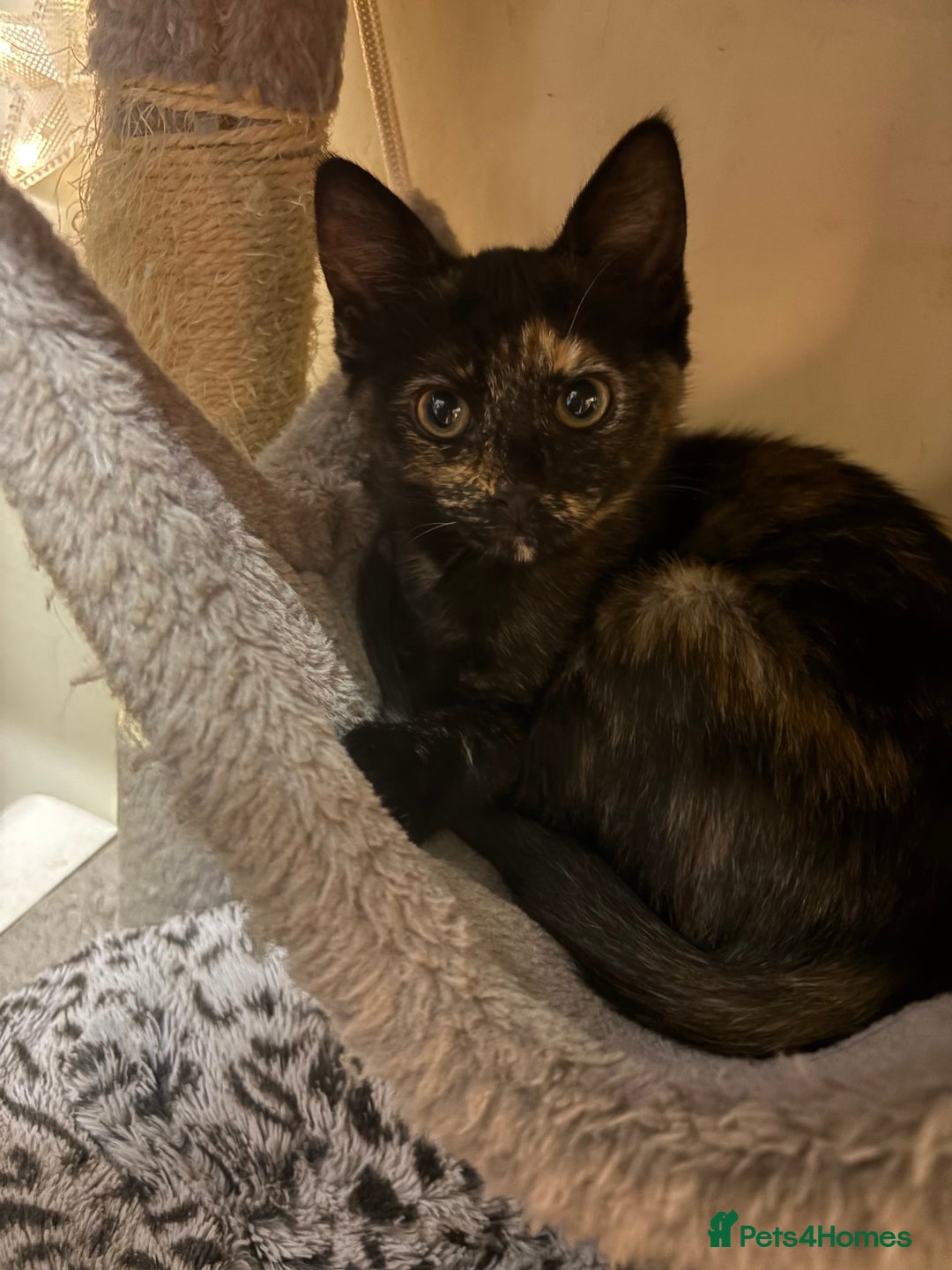 Mixed Breed cats for sale: Kittens for sale - Advert 10