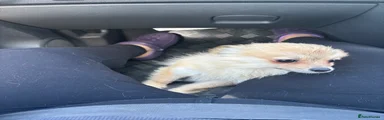 Pomchi 1