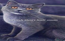 British Shorthair cats for sale: British breed kittens - Image 3