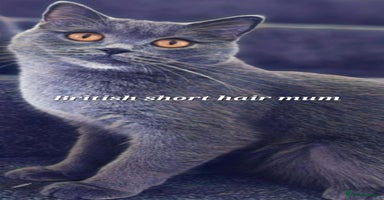 British Shorthair cats - Advert 3